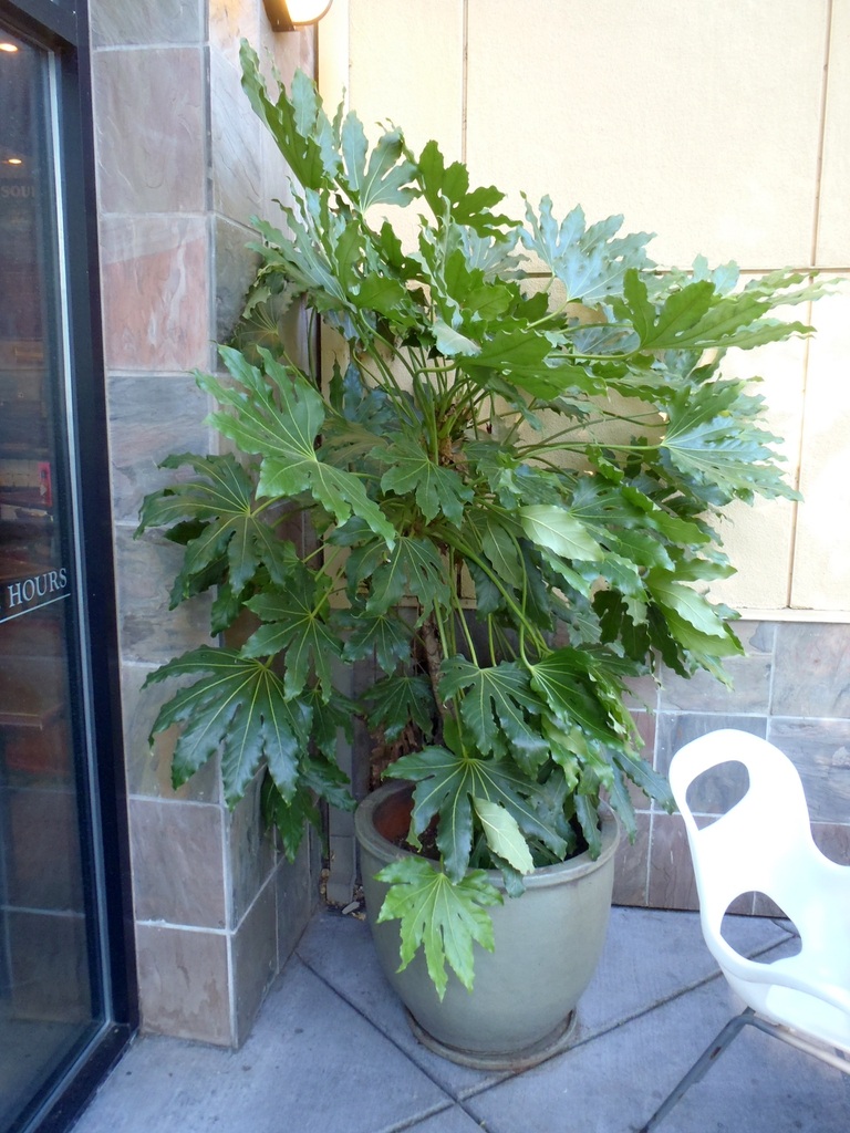 گیاه آرالیای ژاپنی Japanese Aralia plant مجموعه تولیدی سیدوس ,تولید کننده گلدان پلاستیکی سیدوس ,بیش از 120نوع, اعم از گلدان استوانه ای پلاستیکی سیدوس,گلدان الماسی پلاستیکی سیدوس,گلدان مربعی پلاستیکی,گلدان مثلثی پلاستیکی,گلدان گرد پلاستیکی ,باکس مستطیلی,در اندازه های کاکتوسی تا درختچه ای
