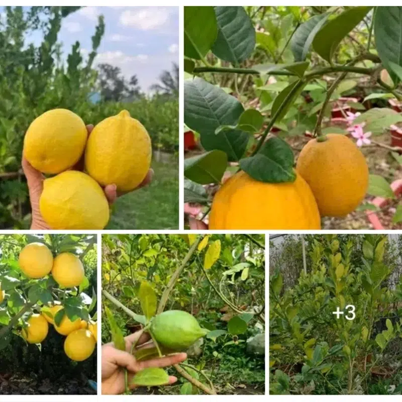  درخت لیمو ترش در گلدان پلاستیکی سیدوسLemon tree in a plastic pot Sidoos مجموعه تولیدی سیدوس ,تولید کننده گلدان پلاستیکی سیدوس ,بیش از 120نوع, اعم از گلدان استوانه ای پلاستیکی سیدوس,گلدان الماسی پلاستیکی سیدوس,گلدان مربعی پلاستیکی,گلدان مثلثی پلاستیکی,گلدان گرد پلاستیکی ,باکس مستطیلی,در اندازه های کاکتوسی تا درختچه ای