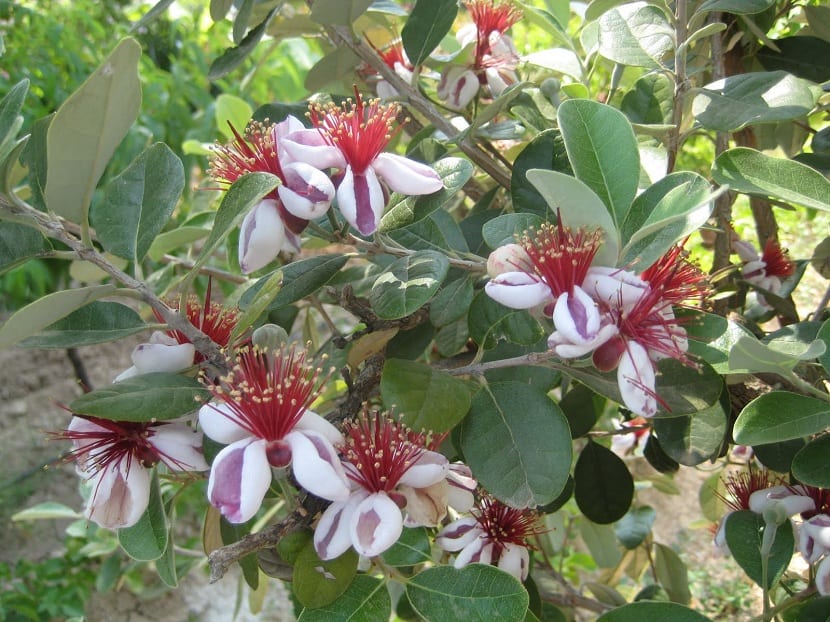 درخت آکا,درخت فیجوآacca-
sellowianamyrtaceae
Acca Sellowiana
مجموعه تولیدی سیدوس تولید کننده گلدان پلاستیکی سیدوس