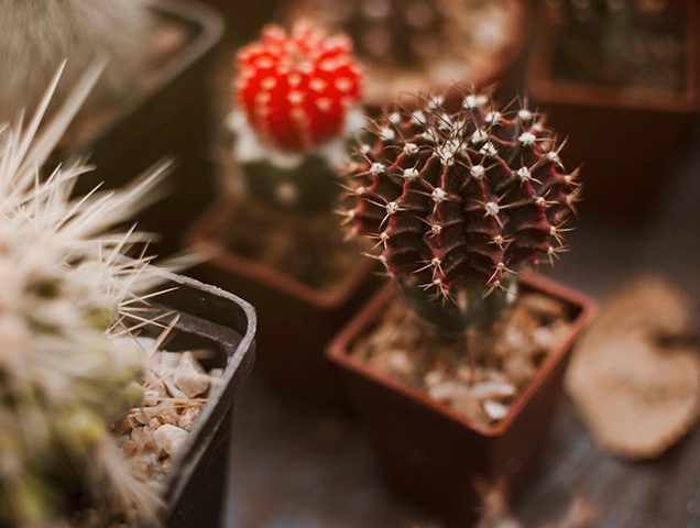 کاکتوس وگل های ظریفشCactus and its delicate flowers
مجموعه تولیدی سیدوس تولید کننده گلدان پلاستیکی سیدوس