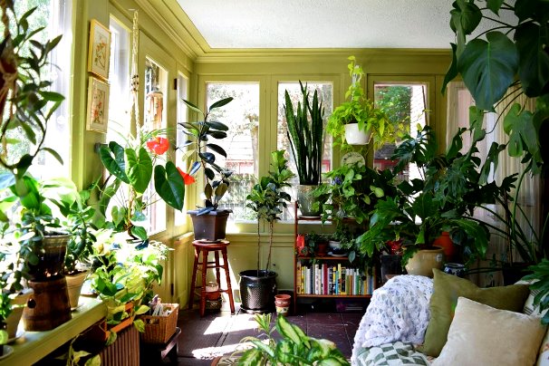 بیماری های رایج گیاهان آپارتمانیCommon houseplant diseases مجموعه تولیدی سیدوس ,تولید کننده گلدان پلاستیکی سیدوس ,بیش از 120نوع, اعم از گلدان استوانه ای پلاستیکی سیدوس,گلدان الماسی پلاستیکی سیدوس,گلدان مربعی پلاستیکی,گلدان مثلثی پلاستیکی,گلدان گرد پلاستیکی ,باکس مستطیلی,در اندازه های کاکتوسی تا درختچه ای