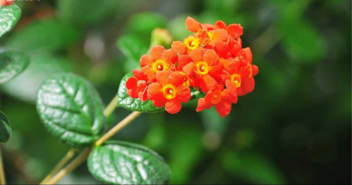 گل روندلتیا (Fragrant Rondeletia) نام علمی: (Rondeletia odorata)