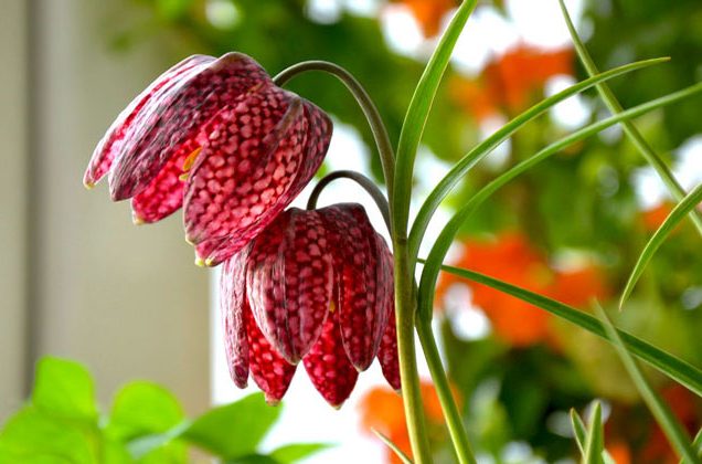 لالهٔ واژگون قوزی یا گل سرنگون قوزی (نام علمی: Fritillaria gibbosa) یکی از گونه‌های لاله واژگون است.مجموعه تولیدی سیدوس ,تولید کننده گلدان پلاستیکی سیدوس