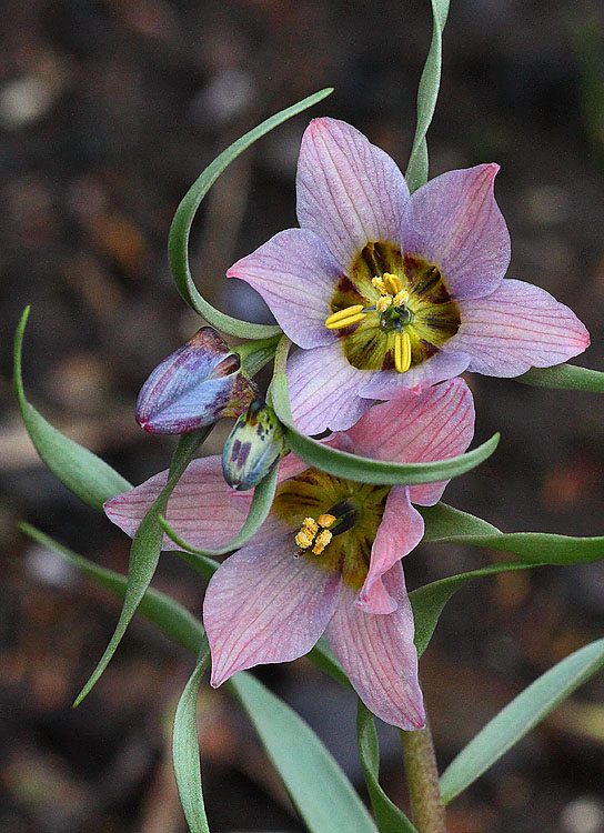 لالهٔ واژگون قوزی یا گل سرنگون قوزی (نام علمی: Fritillaria gibbosa) یکی از گونه‌های لاله واژگون است.مجموعه تولیدی سیدوس, تولید کننده گلدان پلاستیکی سیدوس