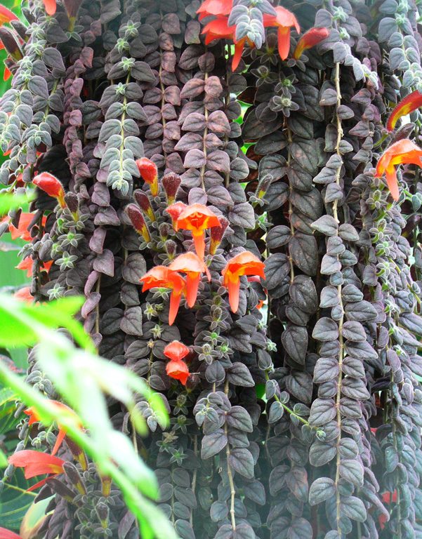 گل کولومنئا Columnea مجموعه تولیدی سیدوس ,تولید کننده گلدان پلاستیکی سیدوس ,بیش از 120نوع, اعم از گلدان استوانه ای پلاستیکی سیدوس,گلدان الماسی پلاستیکی سیدوس,گلدان مربعی پلاستیکی,گلدان مثلثی پلاستیکی,گلدان گرد پلاستیکی ,باکس مستطیلی,در اندازه های کاکتوسی تا درختچه ای