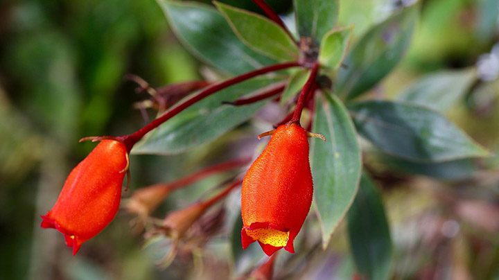 گل کاردینالنام علمی	Sinningia cardinalis
گل کاردینال از خانواده	Gesneriaceae
مجموعه تولیدی سیدوس تولید کننده گلدان پلاستیکی سیدوس