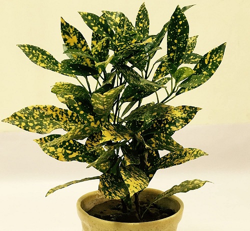 گیاه آپارتمانی کروتن پرتقالیOrange Croton Houseplant
مجموعه تولیدی سیدوس ,تولید کننده گلدان پلاستیکی سیدوس ,بیش از 120نوع, اعم از گلدان استوانه ای پلاستیکی سیدوس,گلدان الماسی پلاستیکی سیدوس,گلدان مربعی پلاستیکی,گلدان مثلثی پلاستیکی,گلدان گرد پلاستیکی ,باکس مستطیلی,در اندازه های کاکتوسی تا درختچه ای
