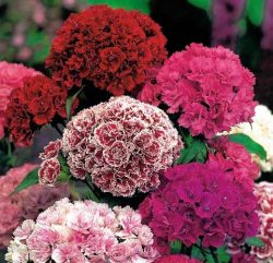 گل قرنفل carnation flower