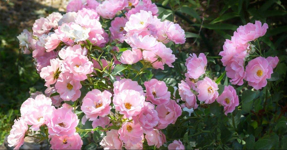 گل رز زمینی (Groundcovder Roses)نام علمی: (Rosa)