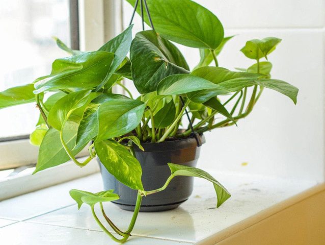 گل و گیاه آپارتمانی وتوصیه هایی هنگام خریدHouseplants and flowers and tips when buying مجموعه تولیدی سیدوس ,تولید کننده گلدان پلاستیکی سیدوس ,بیش از 120نوع, اعم از گلدان استوانه ای پلاستیکی سیدوس,گلدان الماسی پلاستیکی سیدوس,گلدان مربعی پلاستیکی,گلدان مثلثی پلاستیکی,گلدان گرد پلاستیکی ,باکس مستطیلی,در اندازه های کاکتوسی تا درختچه ای