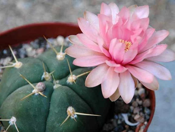 کاکتوس بدون تیغ کاکتوس گمینوکالیسیوم (Gymnocalycium) مجموعه تولیدی سیدوس تولید کننده گلدان پلاستیکی سیدوس