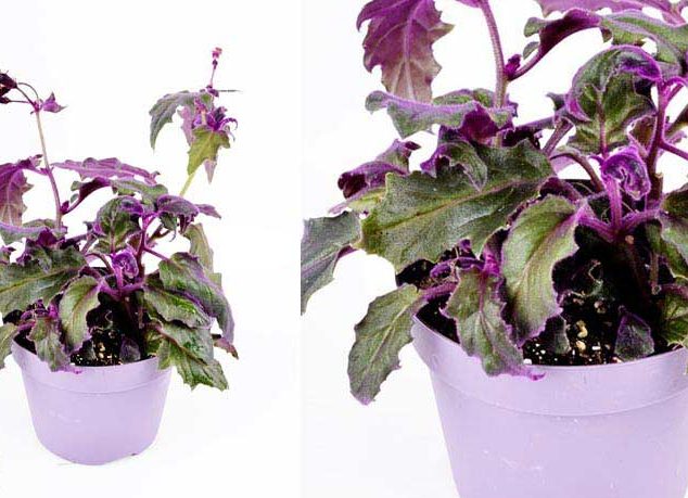 گل های آپارتمانی بنفش رنگPurple apartment flowers مجموعه تولیدی سیدوس ,تولید کننده گلدان پلاستیکی سیدوس ,بیش از 120نوع, اعم از گلدان استوانه ای پلاستیکی سیدوس,گلدان الماسی پلاستیکی سیدوس,گلدان مربعی پلاستیکی,گلدان مثلثی پلاستیکی,گلدان گرد پلاستیکی ,باکس مستطیلی,در اندازه های کاکتوسی تا درختچه ای