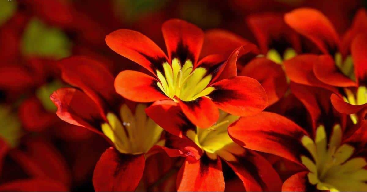 گیاه اسپاراکسیس /گل هارلکین (Harlequin Flower)نام علمی: (Sparaxis tricolor)