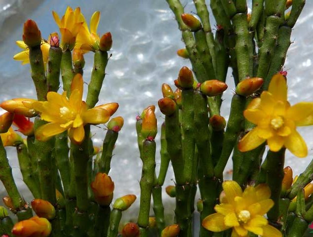 کاکتوس برگ دار Cactus with leaves (19 types) مجموعه تولیدی سیدوس تولید کننده گلدان پلاستیکی سیدوس