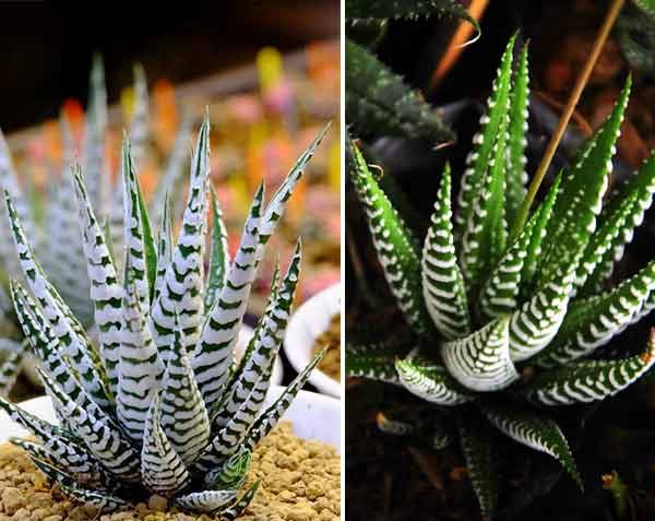 کاکتوس مناسب منزل (25پیشنهاد)Cactus suitable for home (25 suggestions) مجموعه تولیدی سیدوس , تولید کننده گلدان پلاستیکی سیدوس