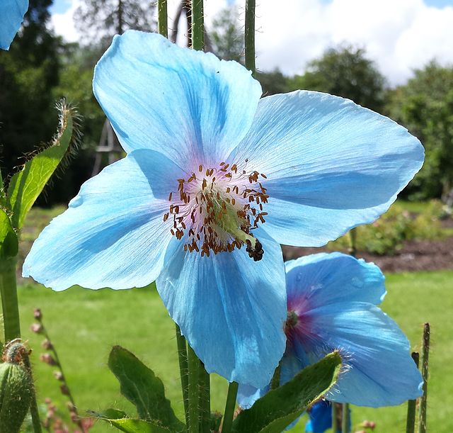 گل خشخاش آبی هیمالیا (Himalayan Blue Poppy)نام علمی: (Meconopsis baileyi)
