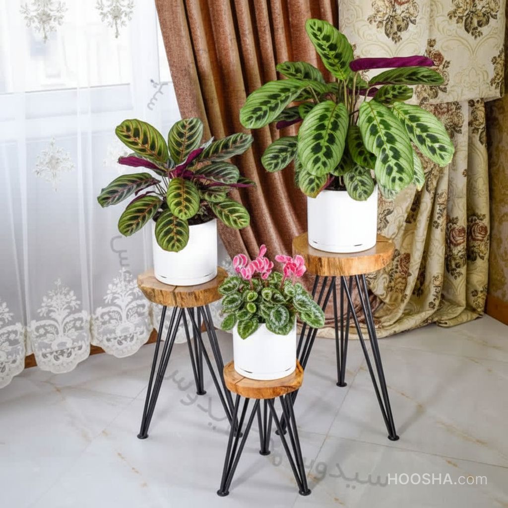 پرورش گیاه مارانتا و پرورش آن در گلدان پلاستیکی سیدوس Maranta plant and its cultivation in a plastic pot Sioos گلدان پلاستیکی Plastic pot, plastic vase مجموعه تولیدی سیدوس ,تولید کننده گلدان پلاستیکی سیدوس ,بیش از 120نوع, اعم از گلدان استوانه ای پلاستیکی سیدوس,گلدان الماسی پلاستیکی سیدوس,گلدان مربعی پلاستیکی,گلدان مثلثی پلاستیکی,گلدان گرد پلاستیکی ,باکس مستطیلی,در اندازه های کاکتوسی تا درختچه ای