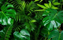 برگ گیاهان آپارتمانی را با شیر براق کنیم. Shine the leaves of houseplants with milk. مجموعه تولیدی سیدوس ,تولید کننده گلدان پلاستیکی سیدوس ,بیش از 120نوع, اعم از گلدان استوانه ای پلاستیکی سیدوس,گلدان الماسی پلاستیکی سیدوس,گلدان مربعی پلاستیکی,گلدان مثلثی پلاستیکی,گلدان گرد پلاستیکی ,باکس مستطیلی,در اندازه های کاکتوسی تا درختچه ای