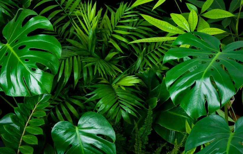 برگ گیاهان آپارتمانی را با شیر براق کنیم. Shine the leaves of houseplants with milk. مجموعه تولیدی سیدوس ,تولید کننده گلدان پلاستیکی سیدوس ,بیش از 120نوع, اعم از گلدان استوانه ای پلاستیکی سیدوس,گلدان الماسی پلاستیکی سیدوس,گلدان مربعی پلاستیکی,گلدان مثلثی پلاستیکی,گلدان گرد پلاستیکی ,باکس مستطیلی,در اندازه های کاکتوسی تا درختچه ای