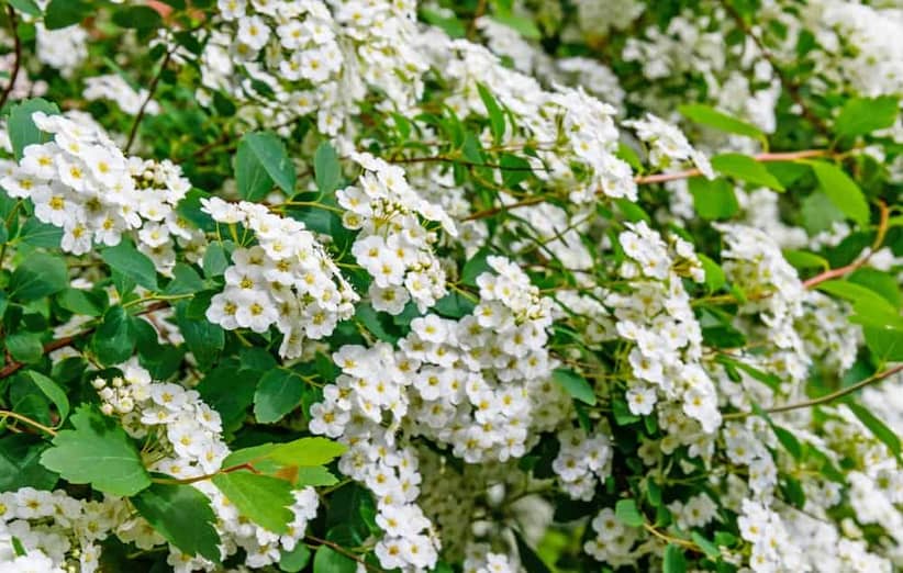  گیاه پیراکانتا با نام علمی Pyracantha Coccinea از خانواده Rosaceaeمجموعه تولیدی سیدوس ,تولید کننده گلدان پلاستیکی سیدوس ,بیش از 120نوع, اعم از گلدان استوانه ای پلاستیکی سیدوس,گلدان الماسی پلاستیکی سیدوس,گلدان مربعی پلاستیکی,گلدان مثلثی پلاستیکی,گلدان گرد پلاستیکی ,باکس مستطیلی,در اندازه های کاکتوسی تا درختچه ای