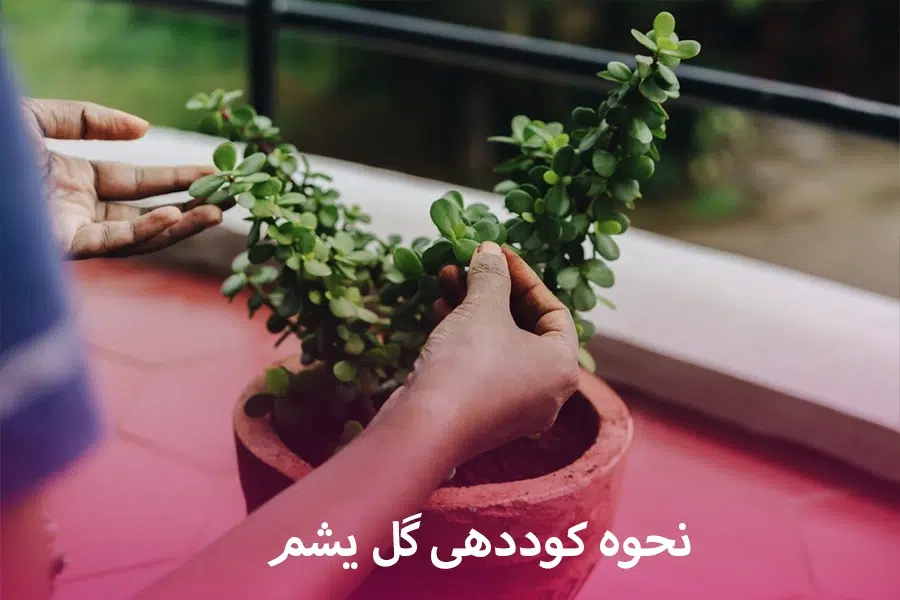 گل کراسولانام علمی Crassula arborescens خانواده Crassulaceae مجموعه تولیدی سیدوس ,تولید کننده گلدان پلاستیکی سیدوس