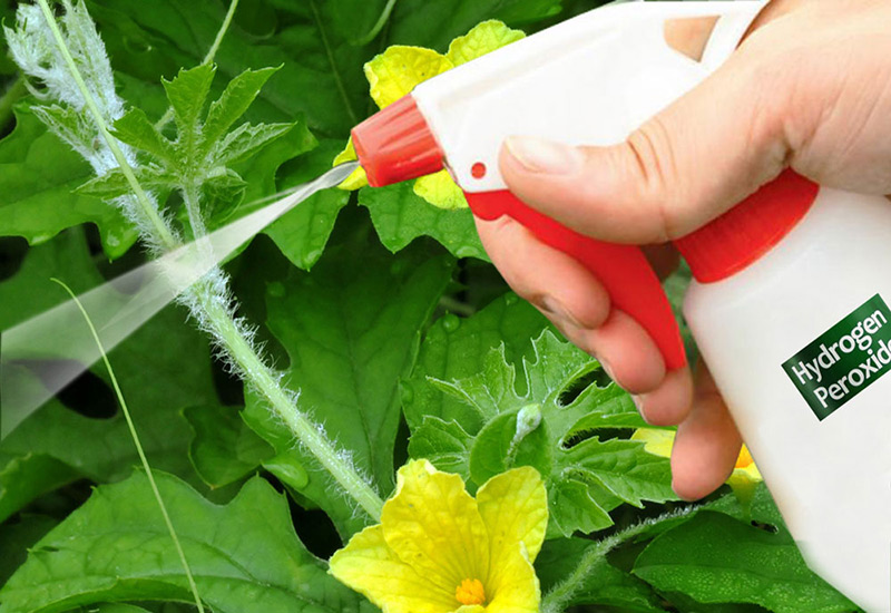 هیدروژن پراکسید در باغبانیHydrogen peroxide in gardening
مجموعه تولیدی سیدوس ,تولید کننده گلدان پلاستیکی سیدوس ,بیش از 120نوع, اعم از گلدان استوانه ای پلاستیکی سیدوس,گلدان الماسی پلاستیکی سیدوس,گلدان مربعی پلاستیکی,گلدان مثلثی پلاستیکی,گلدان گرد پلاستیکی ,باکس مستطیلی,در اندازه های کاکتوسی تا درختچه ای