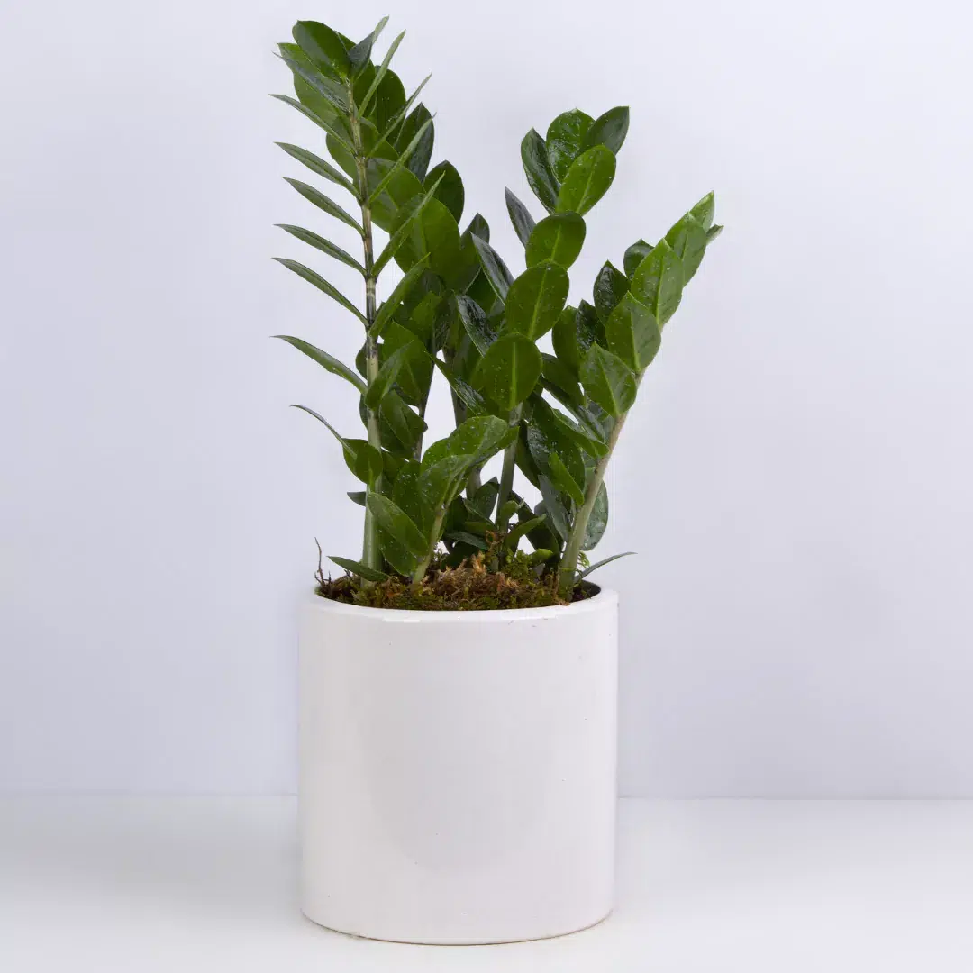 درختچه های آپارتمانی در گلدان پلاستیکی سیدوسApartment shrubs in plastic pots Sidoos
مجموعه تولیدی سیدوس ,تولید کننده گلدان پلاستیکی سیدوس ,بیش از 120نوع, اعم از گلدان استوانه ای پلاستیکی سیدوس,گلدان الماسی پلاستیکی سیدوس,گلدان مربعی پلاستیکی,گلدان مثلثی پلاستیکی,گلدان گرد پلاستیکی ,باکس مستطیلی,در اندازه های کاکتوسی تا درختچه ای