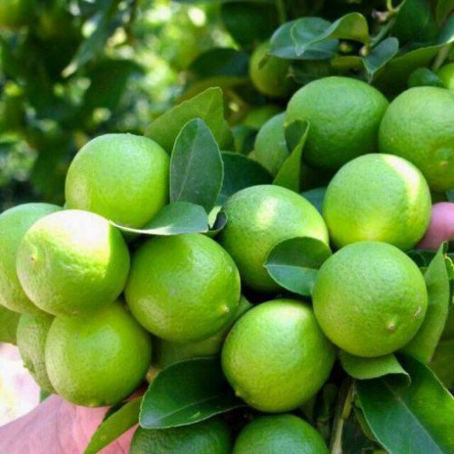 پرورش درختچه لیمو ترش در گلدانGrowing a lemon tree in a pot مجموعه تولیدی سیدوس ,تولید کننده گلدان پلاستیکی سیدوس ,بیش از 120نوع, اعم از گلدان استوانه ای پلاستیکی سیدوس,گلدان الماسی پلاستیکی سیدوس,گلدان مربعی پلاستیکی,گلدان مثلثی پلاستیکی,گلدان گرد پلاستیکی ,باکس مستطیلی,در اندازه های کاکتوسی تا درختچه ای