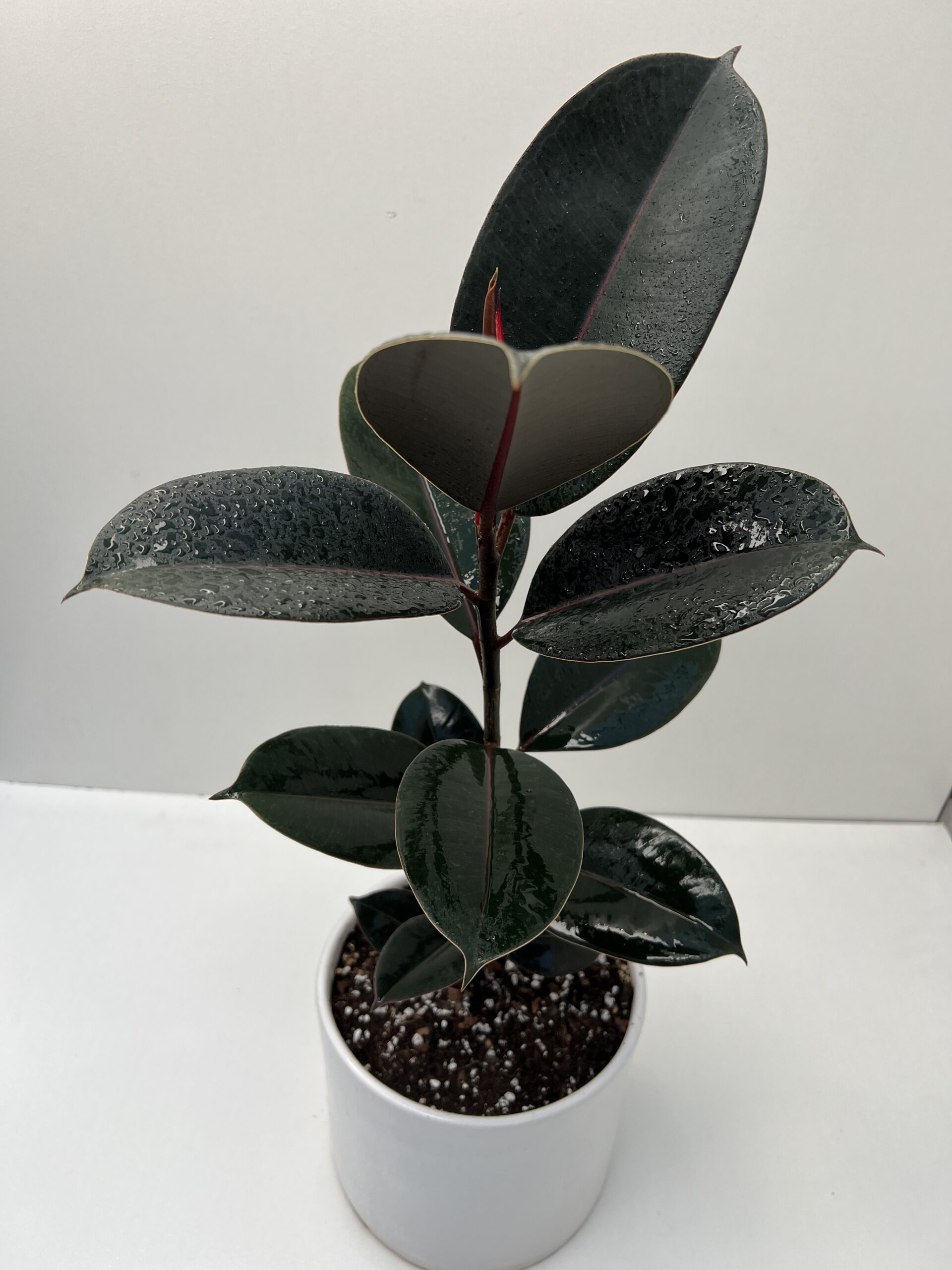 گیاه فیکوس الاستیکانام علمی این گیاه Ficus elastica و نام انگلیسی آن Rubber plant است مجموعه تولیدی سیدوس ,تولید کننده گلدان پلاستیکی سیدوس ,بیش از 120نوع, اعم از گلدان استوانه ای پلاستیکی سیدوس,گلدان الماسی پلاستیکی سیدوس,گلدان مربعی پلاستیکی,گلدان مثلثی پلاستیکی,گلدان گرد پلاستیکی ,باکس مستطیلی,در اندازه های کاکتوسی تا درختچه ای