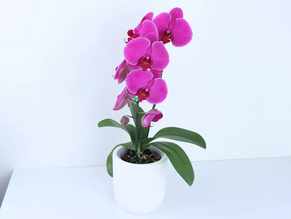 گل وگیاه ثروت سازWealth-making
 flowers and plants (6 types)
مجموعه تولیدی سیدوس,تولید کننده گلدان پلاستیکی سیدوس