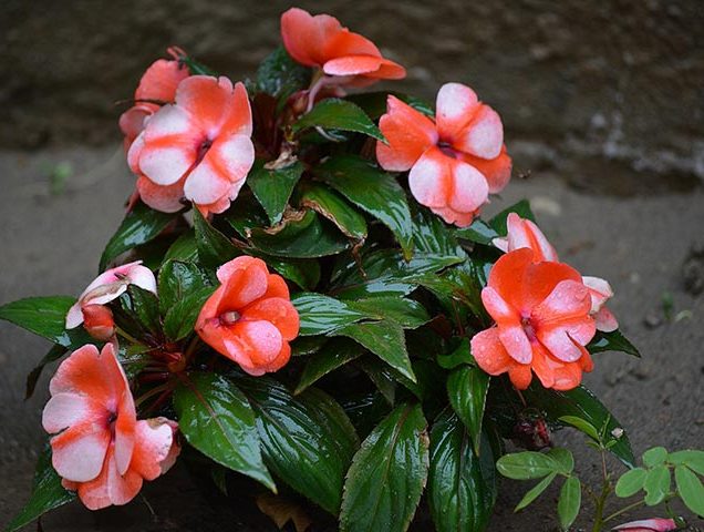 گل حنا از خانواده ( Balasminaceae) بانام علمی (Impatiens walleriana)مجموعه تولیدی سیدوس ,تولید کننده گلدان پلاستیکی سیدوس
