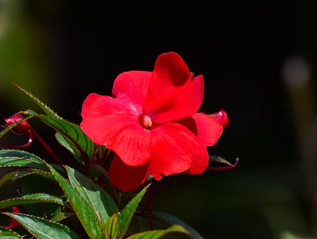 گل حنا از خانواده ( Balasminaceae) بانام علمی (Impatiens walleriana)مجموعه تولیدی سیدوس ,تولید کننده گلدان پلاستیکی سیدوس