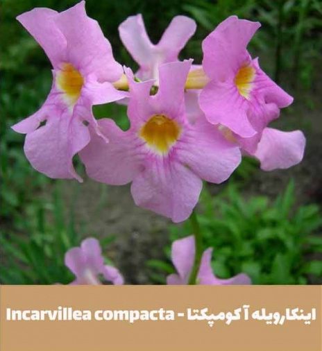 گل اینکارویله‌آـ خانواده: Bignoniaceae

ـ نام علمی: Incarvillea delavayi
مجموعه تولیدی سیدوس تولید کننده گلدان پلاستیکی سیدوس