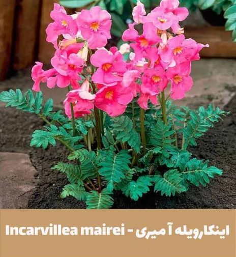 گل اینکارویله‌آـ خانواده: Bignoniaceaeـ نام علمی: Incarvillea delavayi
مجموعه تولیدی سیدوس تولید کننده گلدان پلاستیکی سیدوس