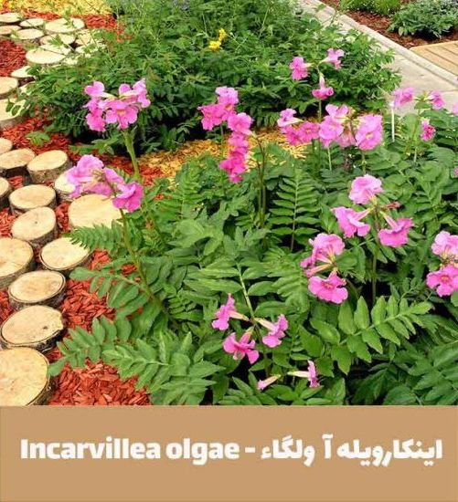 گل اینکارویله‌آـ خانواده: Bignoniaceae

ـ نام علمی: Incarvillea delavayi
مجموعه تولیدی سیدوس تولید کننده گلدان پلاستیکی سیدوس