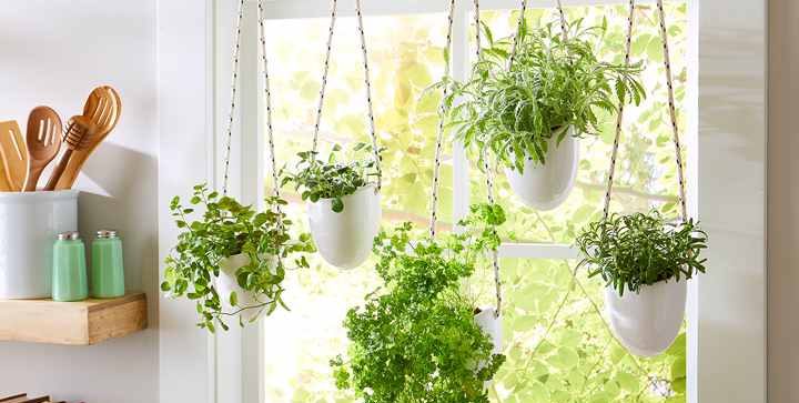 گیاهان آویزی,منزل شما را سبزتر می‌کنند Hanging plants make your home greener مجموعه تولیدی سیدوس تولید کننده گلدان پلاستیکی اعم از گلدان استوانه ای وگلدان الماسی,گلدان باکس ,و... با بیش از 120مدل گلدان پلاستیکی سیدوس