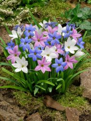 Ipheion uniflorum,گل ایفیون