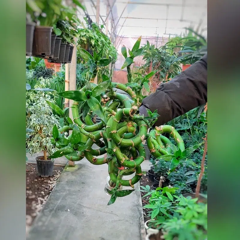 گیاه بامبو وطریقه پیچ دادن آنBamboo plant and how to twist it
مجموعه تولیدی سیدوس ,تولید کننده گلدان پلاستیکی سیدوس ,بیش از 120نوع, اعم از گلدان استوانه ای پلاستیکی سیدوس,گلدان الماسی پلاستیکی سیدوس,گلدان مربعی پلاستیکی,گلدان مثلثی پلاستیکی,گلدان گرد پلاستیکی ,باکس مستطیلی,در اندازه های کاکتوسی تا درختچه ای
