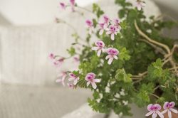 گل ژرانیوم,نام علمی: Geranium maderense رده‌‌بندی بالاتر: شمعدانیان راسته: شمعدانی‌سانان خانواده: Geraniaceae مجموعه تولیدی گلدان پلاستیکی سیدوس