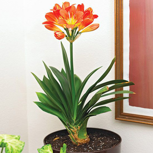 گل خورشیدی یا گل سوسن کفیر (Kaffir Lily)نام علمی: (Clivia miniata)
