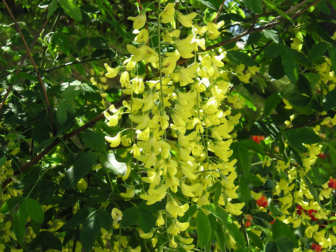 درخت پروانه Laburnum anagyroides L. anagyroides Common laburnum مجموعه تولیدی سیدوس تولید کننده گلدان پلاستیکی سیدوس