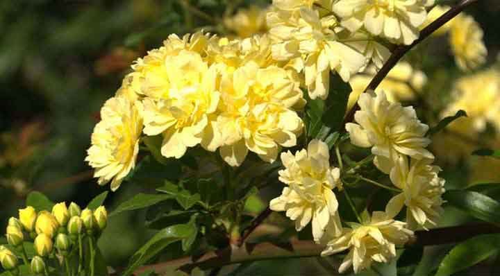 گل رز آبشار طلایی، گیاهی چندساله از جنس رزا (Rosa) و خانواده Rosaceae معمولا به عنوان رز Lady Banks در جهان شناخته میشودمجموعه تولیدی سیدوس ,تولید کننده گلدان پلاستیکی سیدوس