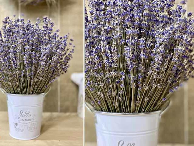 گل های آپارتمانی بنفش رنگPurple apartment flowers مجموعه تولیدی سیدوس ,تولید کننده گلدان پلاستیکی سیدوس ,بیش از 120نوع, اعم از گلدان استوانه ای پلاستیکی سیدوس,گلدان الماسی پلاستیکی سیدوس,گلدان مربعی پلاستیکی,گلدان مثلثی پلاستیکی,گلدان گرد پلاستیکی ,باکس مستطیلی,در اندازه های کاکتوسی تا درختچه ای