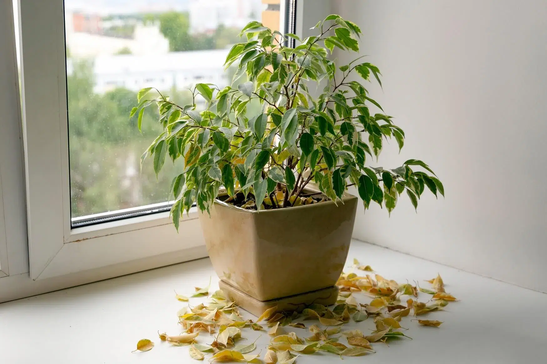 احیای گیاهان آپارتمانی پژمرده با کود خانگیRevive wilted houseplants with homemade fertilizer
مجموعه تولیدی سیدوس ,تولید کننده گلدان پلاستیکی سیدوس ,بیش از 120نوع, اعم از گلدان استوانه ای پلاستیکی سیدوس,گلدان الماسی پلاستیکی سیدوس,گلدان مربعی پلاستیکی,گلدان مثلثی پلاستیکی,گلدان گرد پلاستیکی ,باکس مستطیلی,در اندازه های کاکتوسی تا درختچه ای