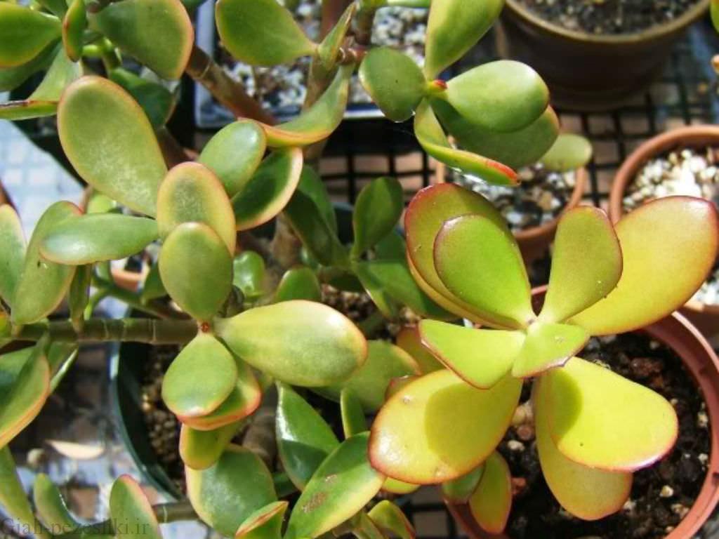 گل کراسولانام علمی Crassula arborescens خانواده Crassulaceae مجموعه تولیدی سیدوس ,تولید کننده گلدان پلاستیکی سیدوس