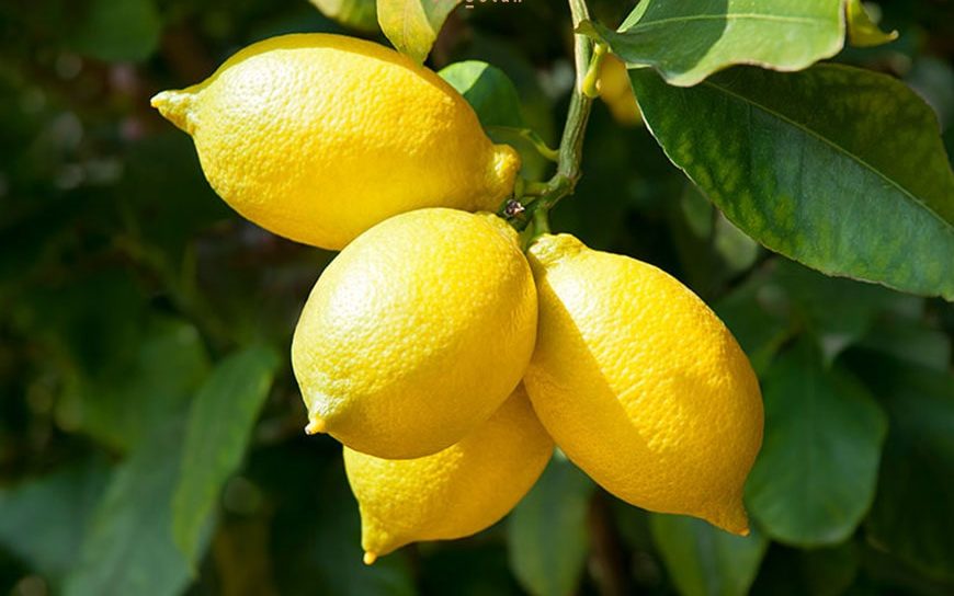 درخت لیمو ترش در گلدان پلاستیکی سیدوس Lemon tree in a plastic pot Sidoos مجموعه تولیدی سیدوس ,تولید کننده گلدان پلاستیکی سیدوس ,بیش از 120نوع, اعم از گلدان استوانه ای پلاستیکی سیدوس,گلدان الماسی پلاستیکی سیدوس,گلدان مربعی پلاستیکی,گلدان مثلثی پلاستیکی,گلدان گرد پلاستیکی ,باکس مستطیلی,در اندازه های کاکتوسی تا درختچه ای