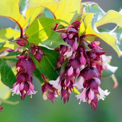 Leycesteria formosa