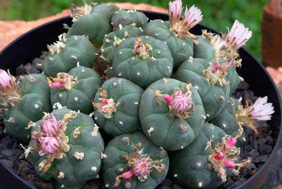 کاکتتوس بدون تیغکاکتوس لوفوفورا (Lophophora) مجموعه تولیدی سیدوس تولید کننده گلدان پلاستیکی سیدوس