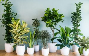 گیاهان سمی آپارتمانی(23گیاه مرگبار)