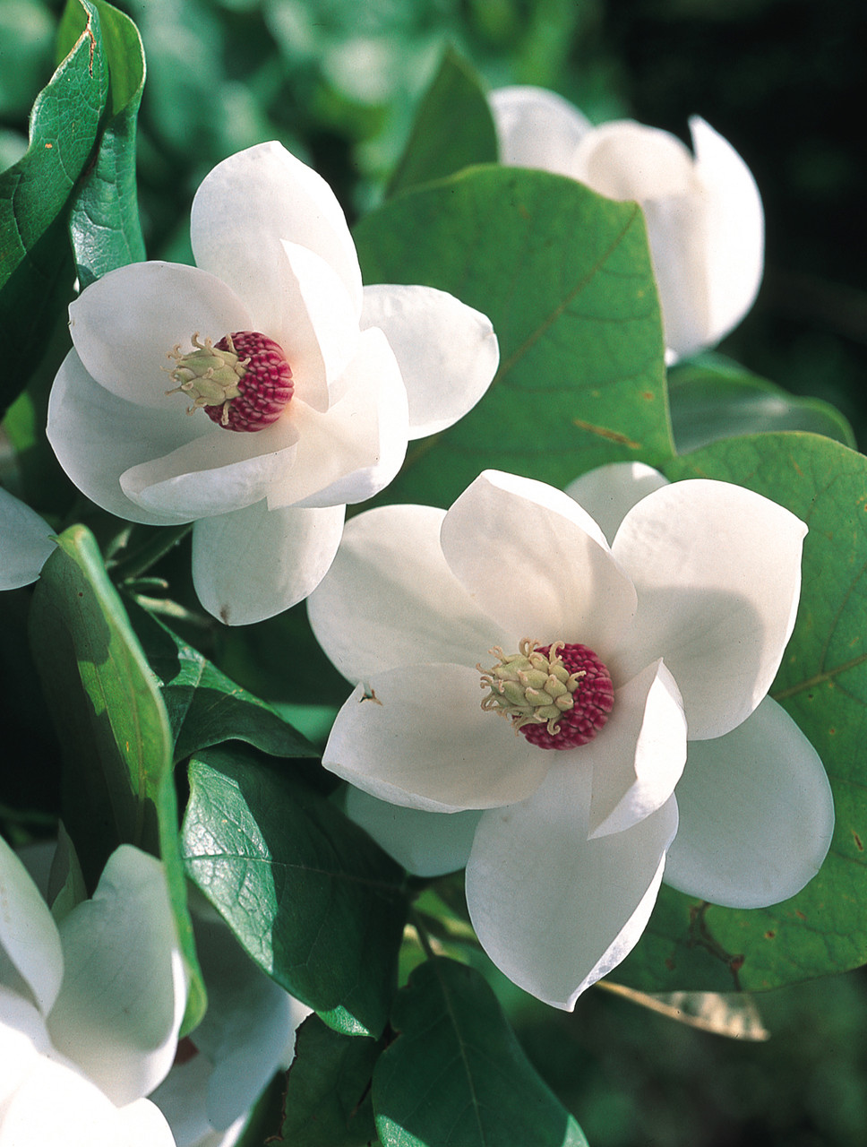 رده‌‌بندی بالاتر: ماگنولیانام علمی: Magnolia sieboldii وضعیت بقا: کمترین نگرانی دانشنامه زندگی گلدان پلاستیکی سیدوس